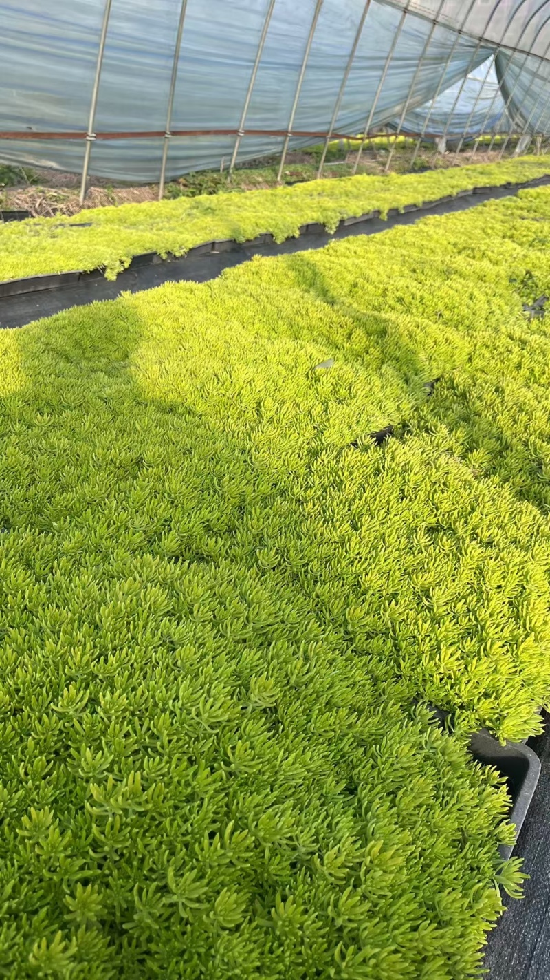 佛甲草品质优
