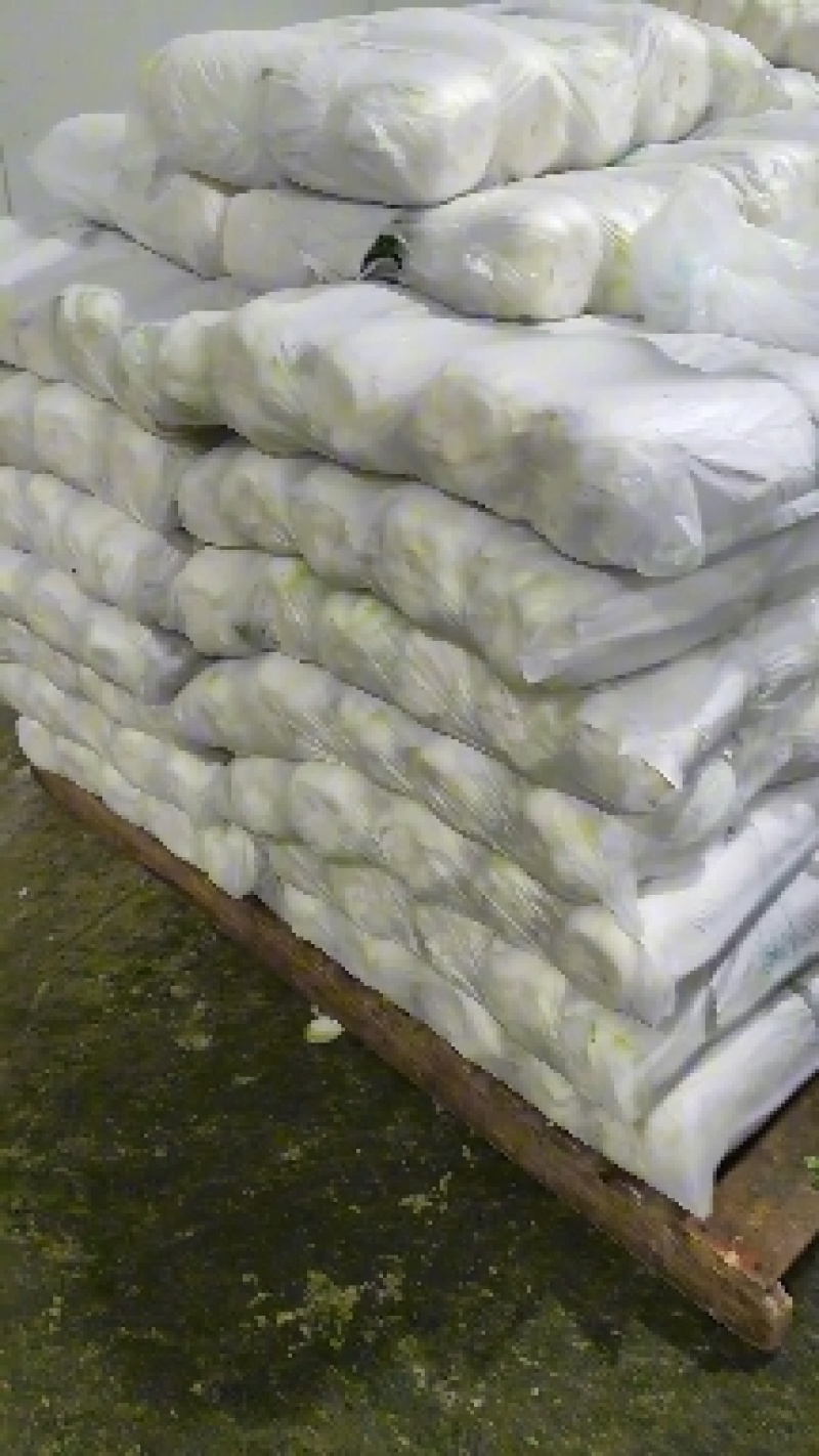 黄心白菜精品大白菜456产地大量供应保质保量