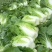 黄心白菜精品大白菜456产地大量供应保质保量