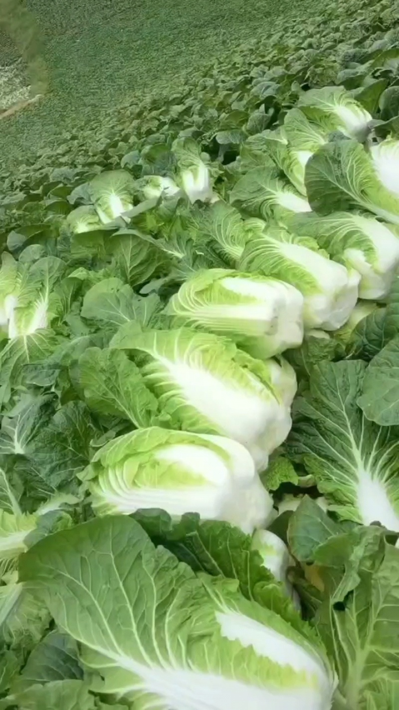 黄心白菜精品大白菜456产地大量供应保质保量