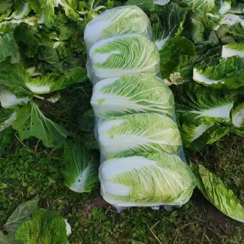 黄心白菜精品大白菜456产地大量供应保质保量