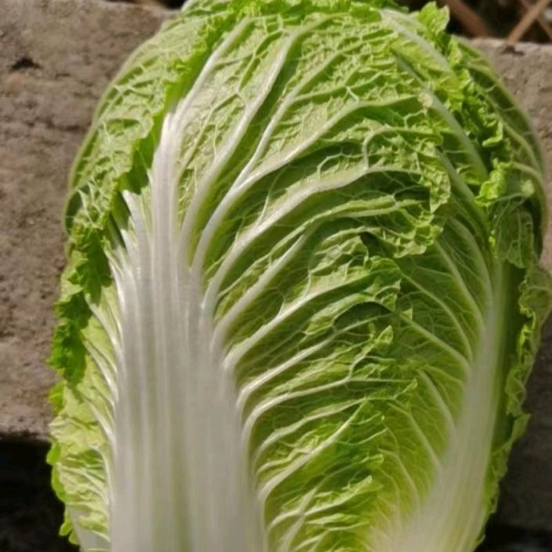 黄心白菜精品大白菜456产地大量供应保质保量