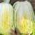 黄心白菜精品大白菜456产地大量供应保质保量