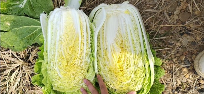 黄心白菜精品大白菜456产地大量供应保质保量