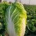 黄心白菜精品大白菜456产地大量供应保质保量