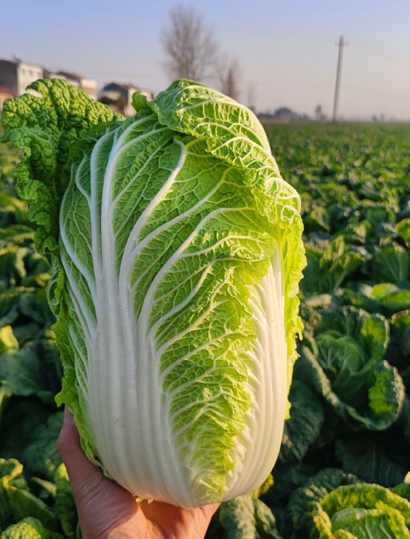 黄心白菜精品大白菜456产地大量供应保质保量