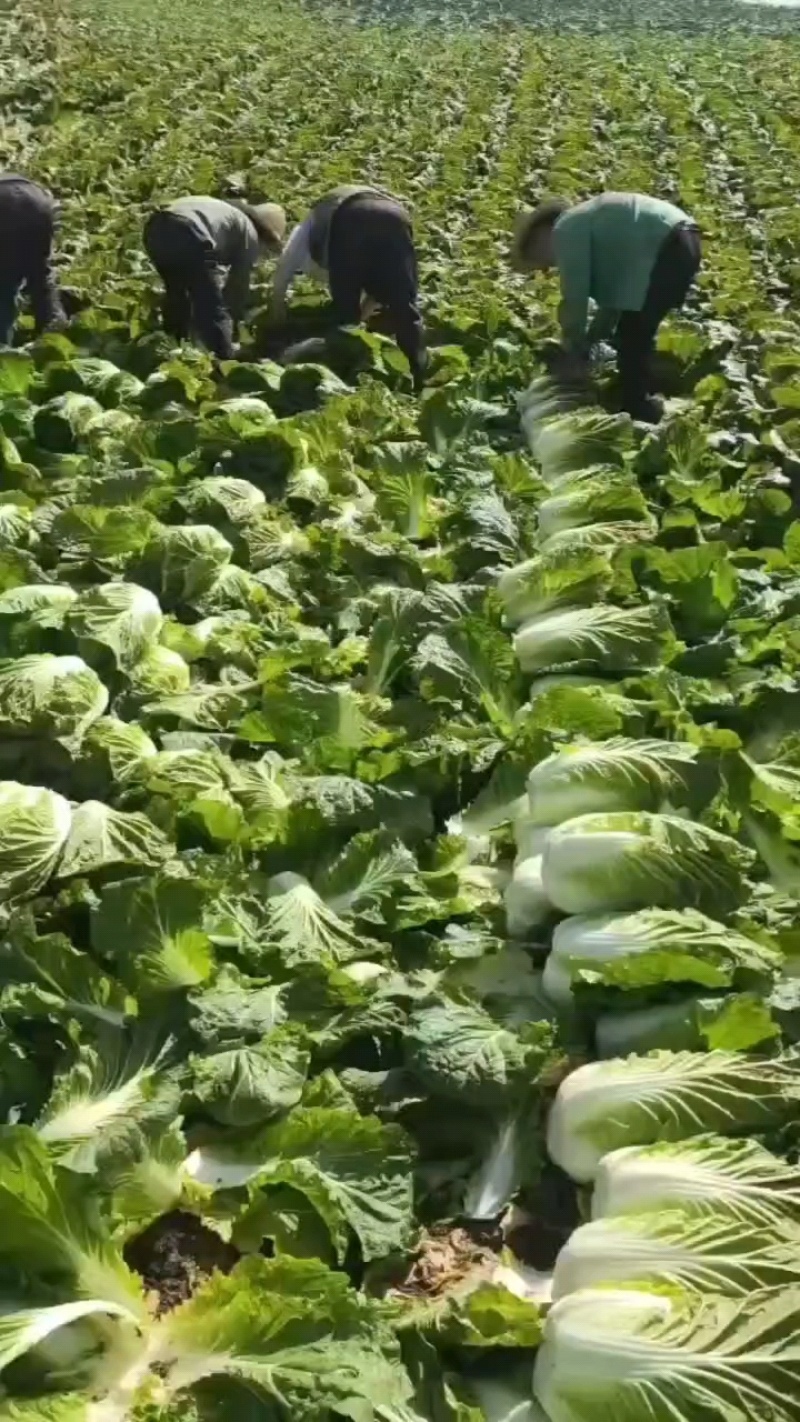 黄心白菜精品大白菜456产地大量供应保质保量
