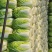 黄心白菜精品大白菜456产地大量供应保质保量