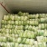 黄心白菜精品大白菜456产地大量供应保质保量