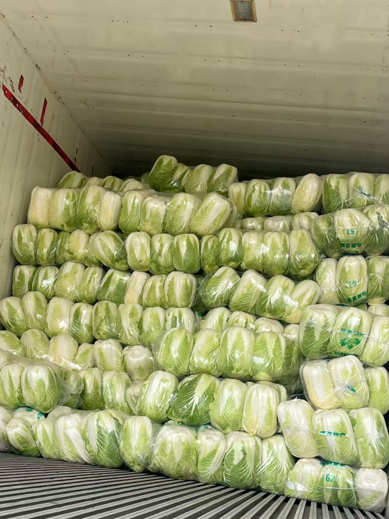 黄心白菜精品大白菜456产地大量供应保质保量