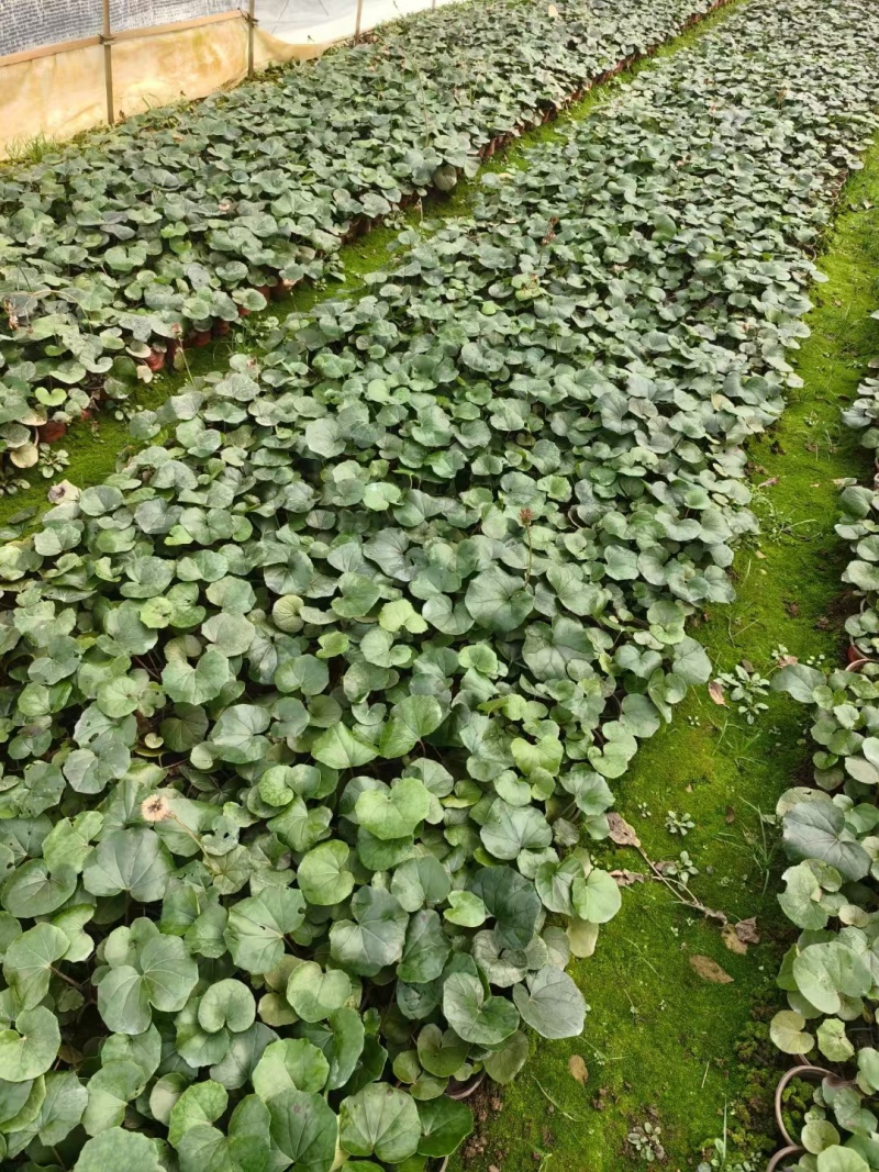 大叶吴风草120杯，基地有量，价格优惠，欢迎来一亩田订购