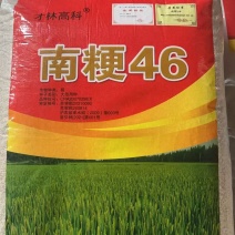【热销】水稻种子南粳46产区直销40斤一袋量大优惠包邮