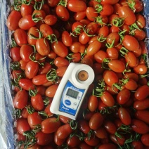 高品质凤珠409花生柿子11个糖