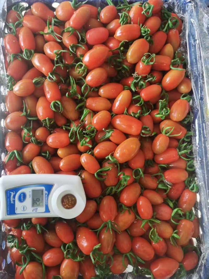 高品质凤珠409花生柿子11个糖
