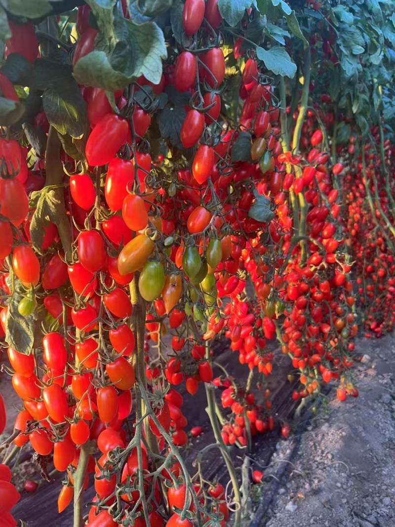 高品质凤珠409花生柿子11个糖