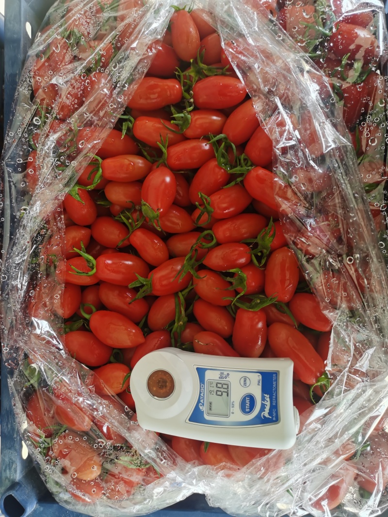 高品质凤珠409花生柿子11个糖
