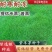 紫羊茅草种子进口草坪绿化草籽庭院护坡复绿耐寒草籽