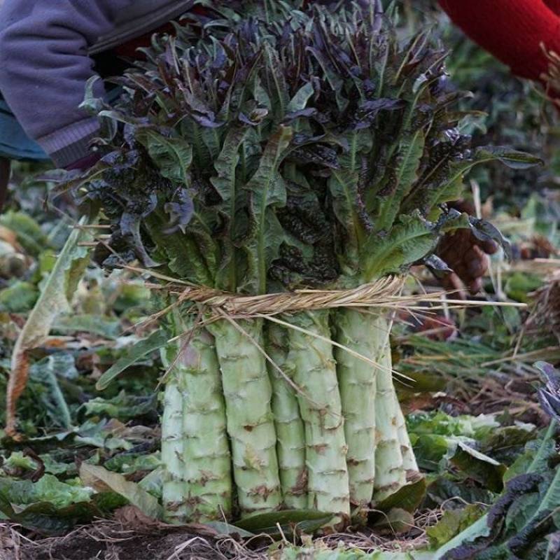 新鲜直采莴笋产地直发鲜嫩多汁煲汤凉拌皆美味