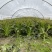 新鲜直采莴笋产地直发鲜嫩多汁煲汤凉拌皆美味