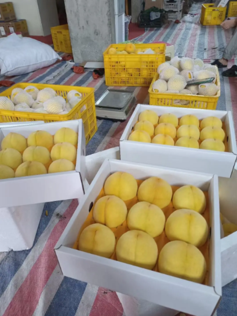 黄金油桃上市产地直发价格优惠支持视频看货品质保证