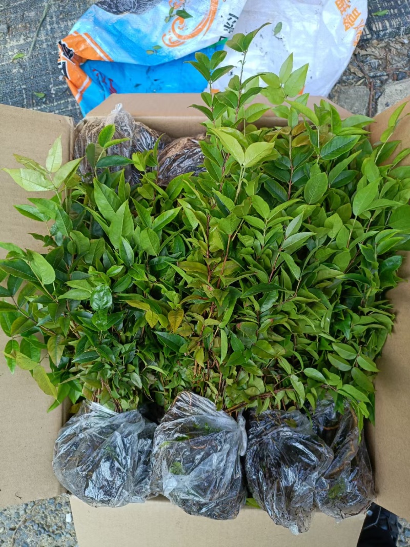 艾斯卡嘉宝果新品树葡萄苗不带土发货带土需与店主沟通
