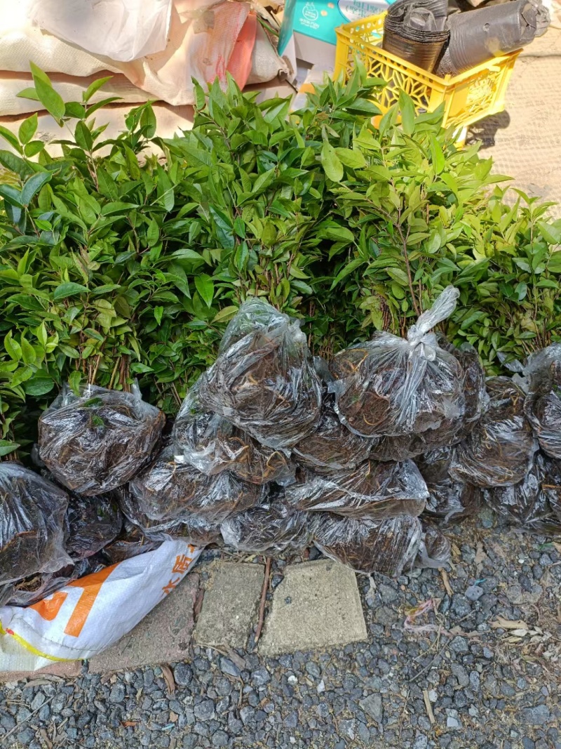 艾斯卡嘉宝果新品树葡萄苗不带土发货带土需与店主沟通