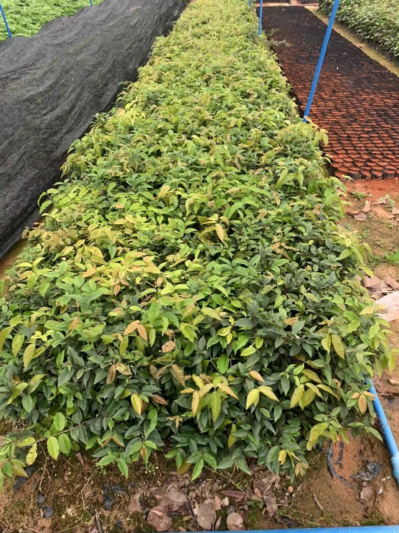 艾斯卡嘉宝果新品树葡萄苗不带土发货带土需与店主沟通