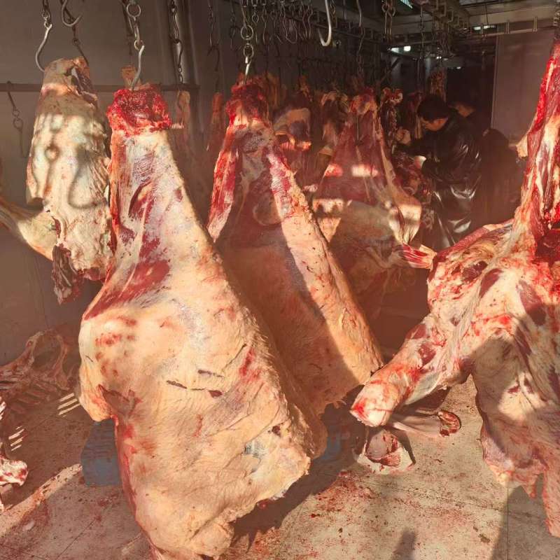 甘肃临夏清真黄牛鲜肉都是好牛肉品质您放心致电有优惠