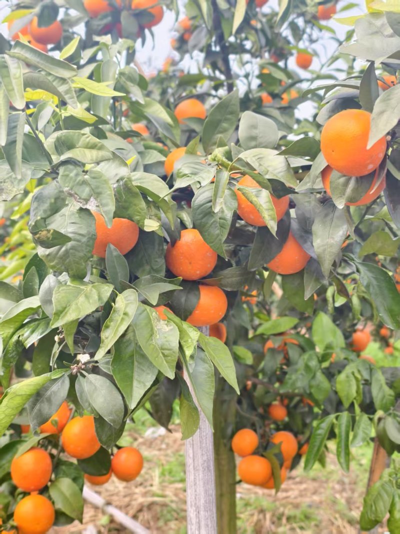 无籽沃柑精品091无核沃柑自家果园皮薄无核化渣整车供应