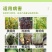 春雷霉素喹啉铜柑橘溃疡病桃树穿孔流胶芒果角斑病细菌杀菌剂