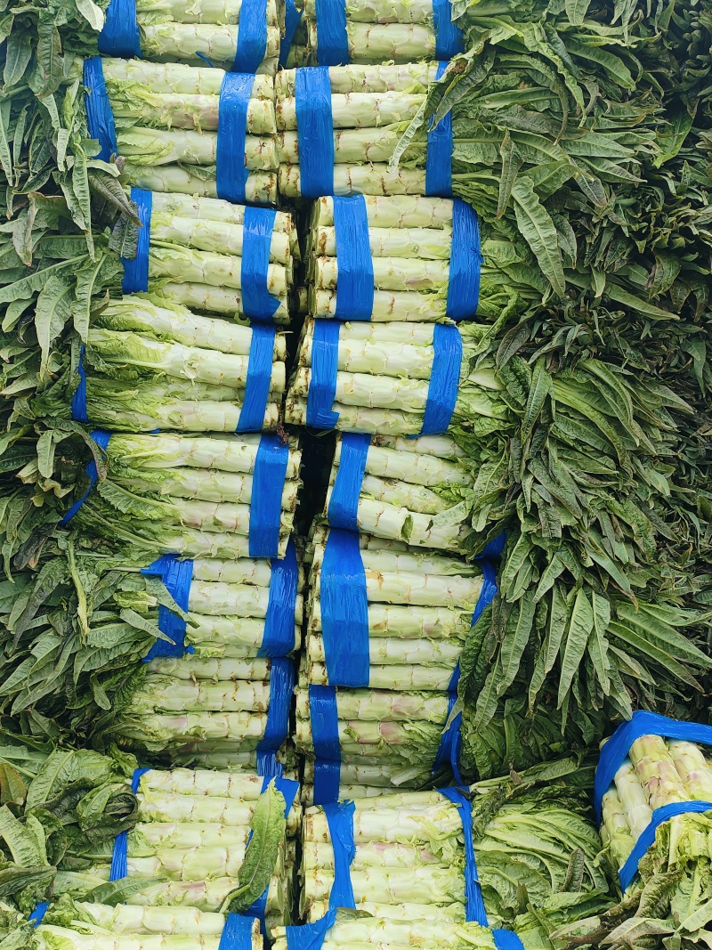 红叶香莴苣安徽莴笋种殖面积广，基地直供，专业工人打包