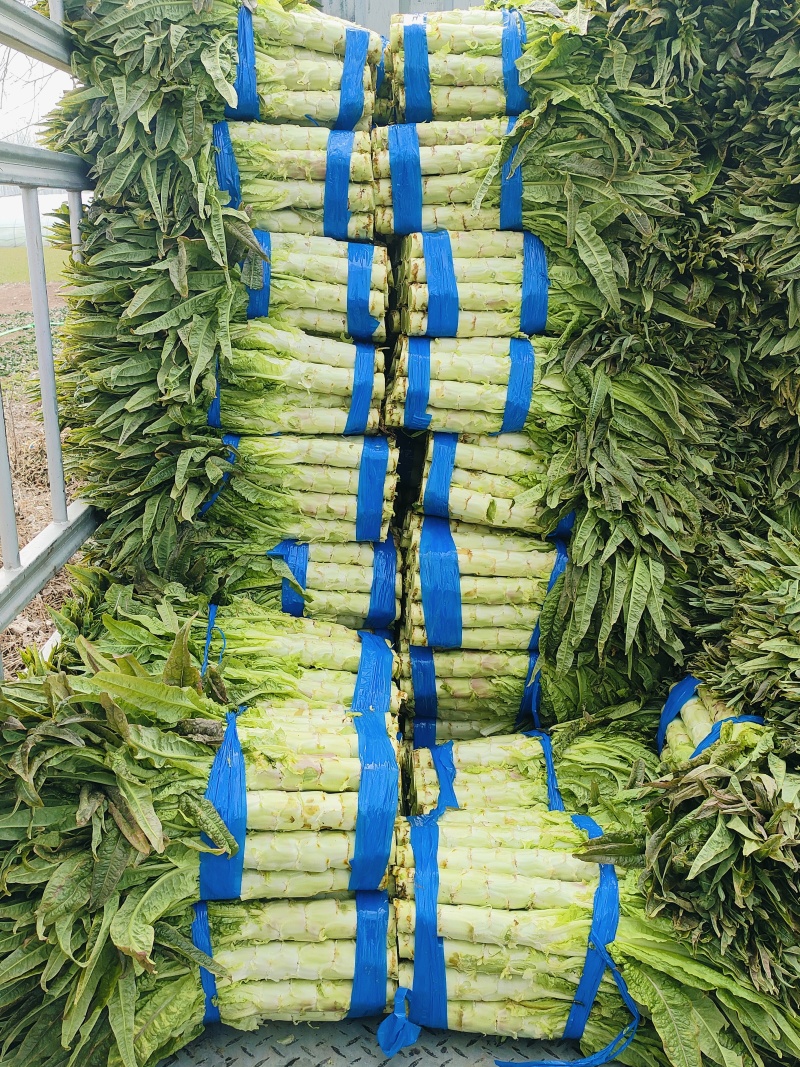 红叶香莴苣安徽莴笋种殖面积广，基地直供，专业工人打包