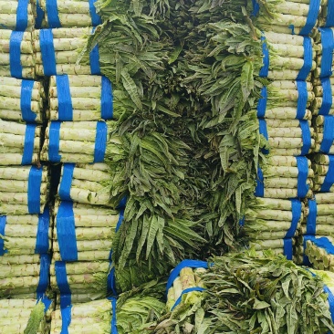 红叶香莴苣安徽莴笋种殖面积广，基地直供，专业工人打包