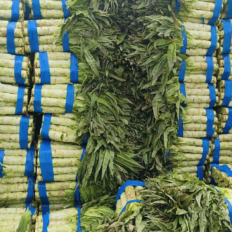 红叶香莴苣安徽莴笋种殖面积广，基地直供，专业工人打包