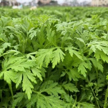 新鲜艾叶生艾叶干艾叶草糍粑艾粄野生艾草叶食用清明草