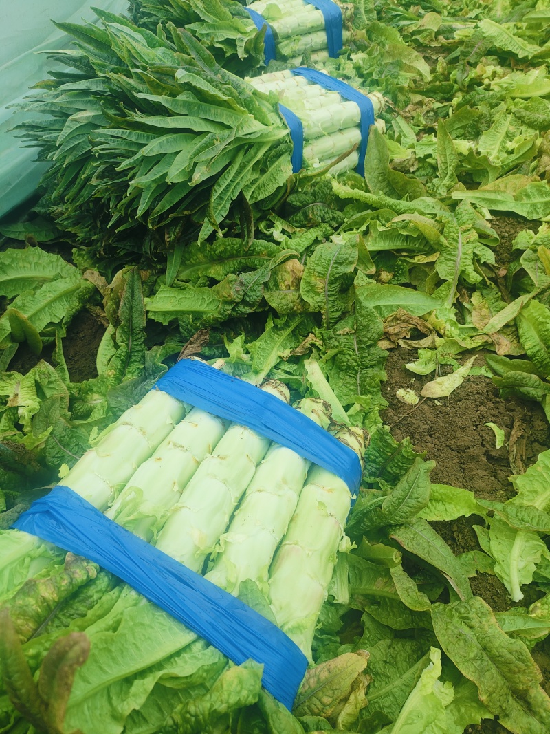 红尖叶香莴笋莴苣，全年大量供应，安徽产地，全国发货！