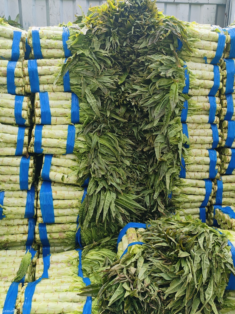 红尖叶香莴笋莴苣，全年大量供应，安徽产地，全国发货！