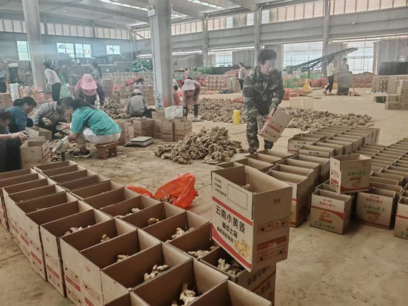 云南小黄姜/精品小黄姜一手货源支持一件代发对接各大