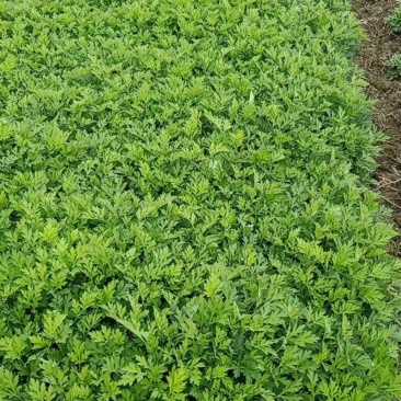 新鲜艾叶生艾叶干艾叶草糍粑艾粄野生艾草叶食用清明草
