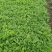 新鲜艾叶生艾叶干艾叶草糍粑艾粄野生艾草叶食用清明草