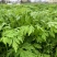 新鲜艾叶生艾叶干艾叶草糍粑艾粄野生艾草叶食用清明草