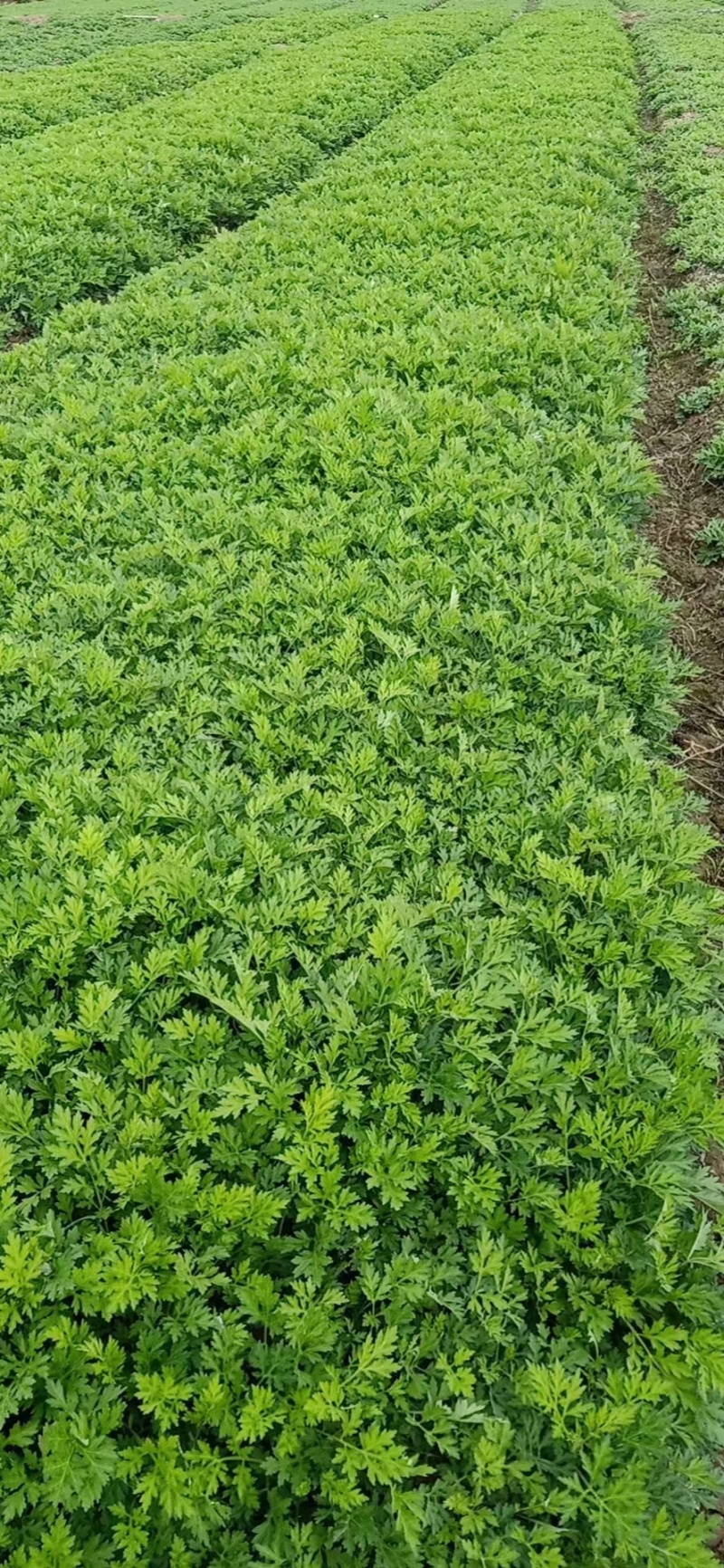 新鲜艾叶生艾叶干艾叶草糍粑艾粄野生艾草叶食用清明草