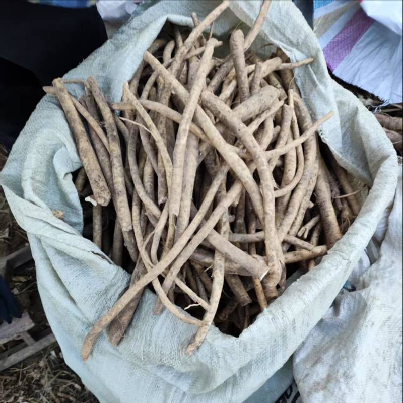 【牛商推荐】山东临沂辣根种子大量供应存活率产量高