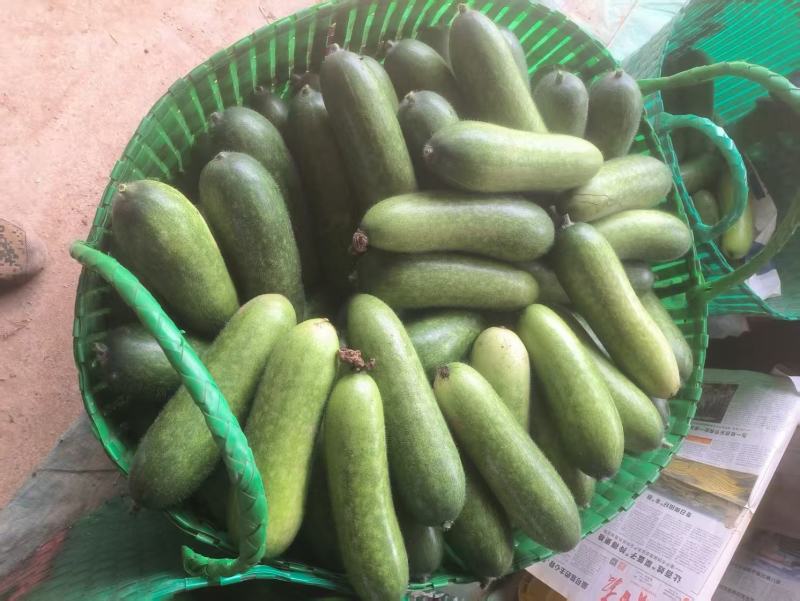 毛节瓜精选广西毛节瓜一手货源产地直发量大从优