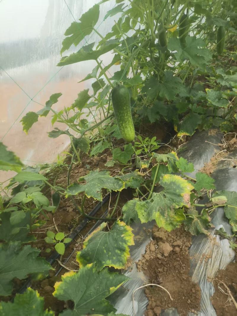 毛节瓜精选广西毛节瓜一手货源产地直发量大从优