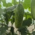 毛节瓜精选广西毛节瓜一手货源产地直发量大从优