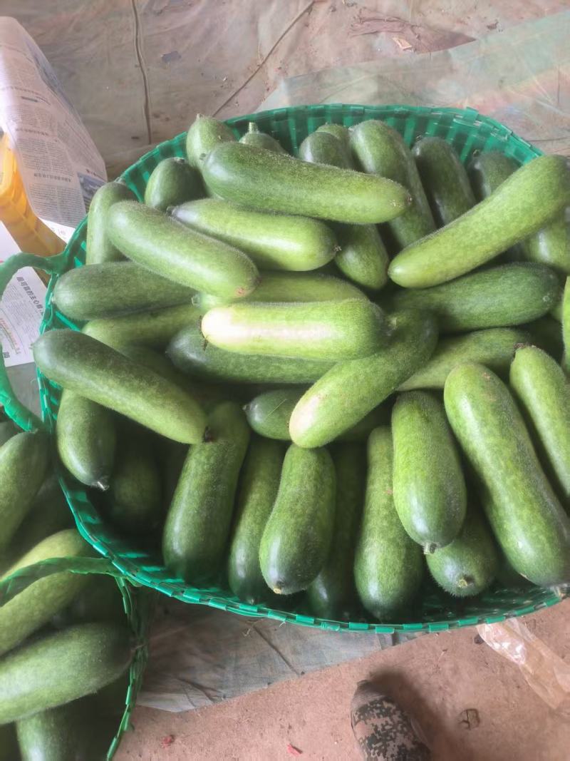 毛节瓜精选广西毛节瓜一手货源产地直发量大从优