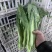 精品毛白菜苔，快菜苔