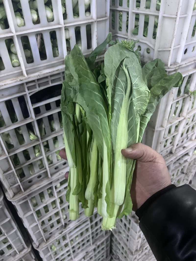 精品毛白菜苔，快菜苔