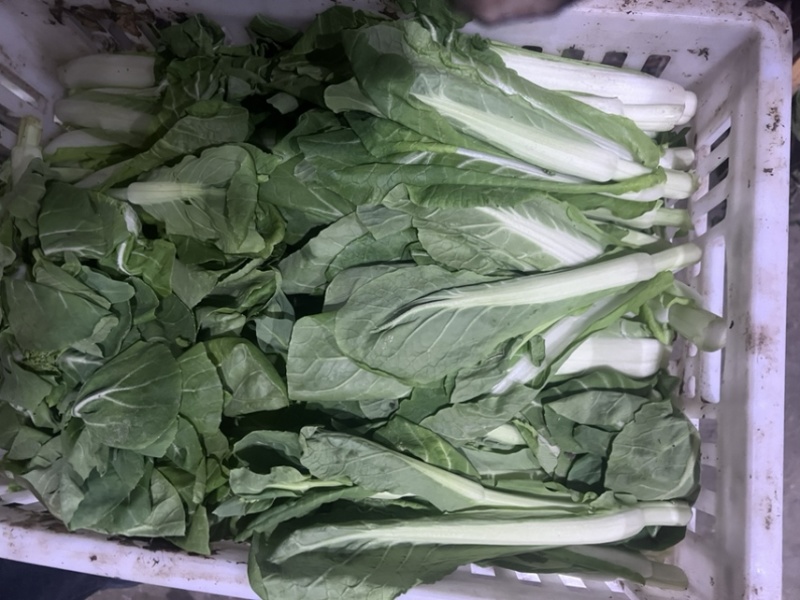 精品毛白菜苔，快菜苔